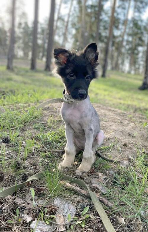 Тольятти.  Малышка Шерри в поисках дома. 01