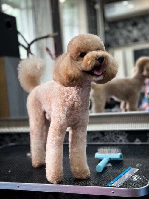 Азиатская стрижка пуделя - это настоящий тренд, который имеет интересную историю! 01