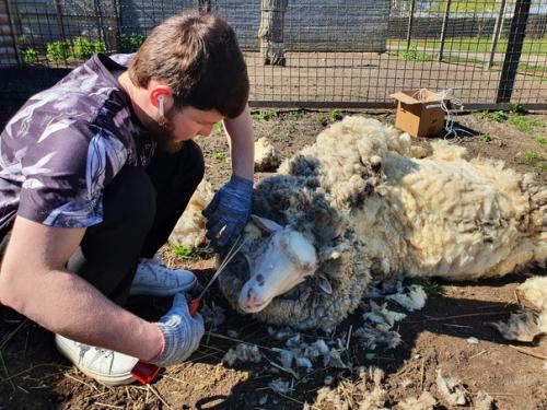 Овцам сделали модную весеннюю стрижку. 01 Овцам сделали модную весеннюю стрижку. 01