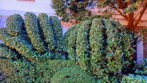 Все слышали выражения Лавровый Венок, пожинать лавры, почивать на лаврах. 07