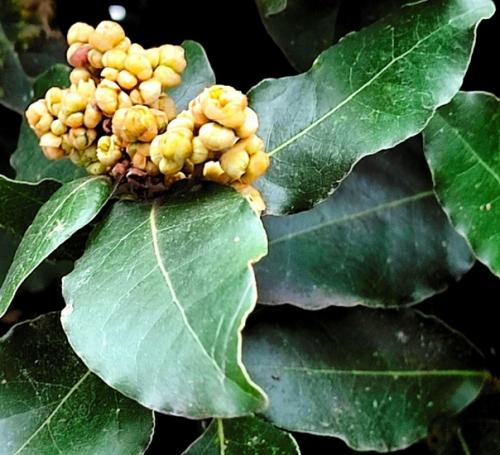 Все слышали выражения Лавровый Венок, пожинать лавры, почивать на лаврах. 06