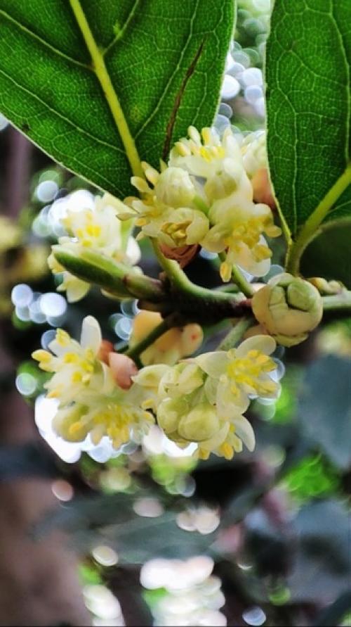 Все слышали выражения Лавровый Венок, пожинать лавры, почивать на лаврах. 02