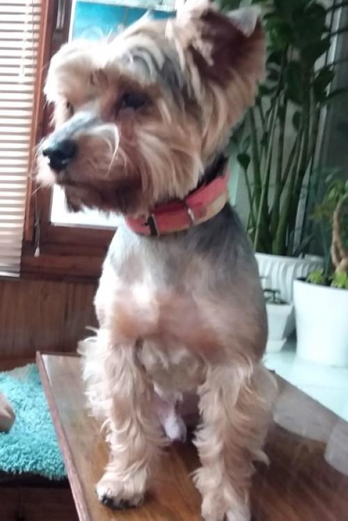 А это наш потеряшка, вернее - подобрашка финик. 01