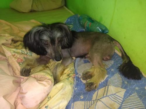 В добрые руки помесной кобелек китайской хохлатой пристраивается. 02