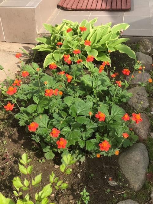 Лето, здравствуй!  Начало очень красивое положено. 06