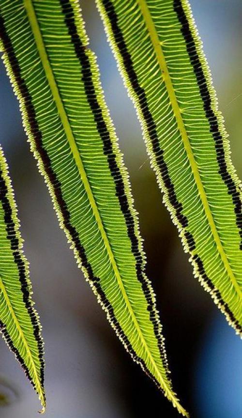 Эквадорская зонтичная птица. 02 Эквадорская зонтичная птица. 02