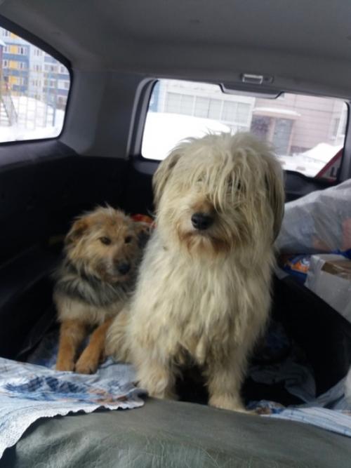 В добрые руки. 03 В добрые руки. 03