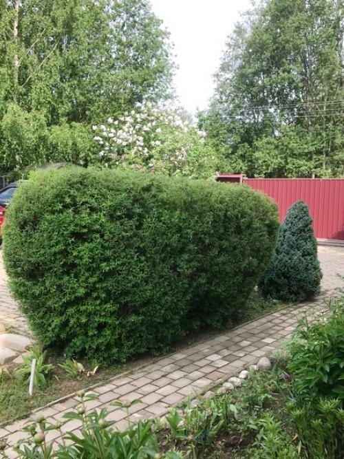 Лето, здравствуй!  Начало очень красивое положено. 02