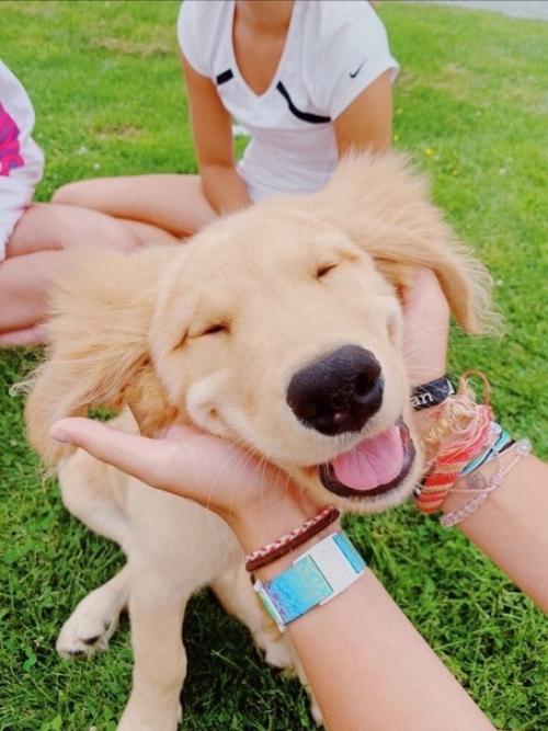 // 6 причин взять животное из приюта //. 03 // 6 причин взять животное из приюта //. 03