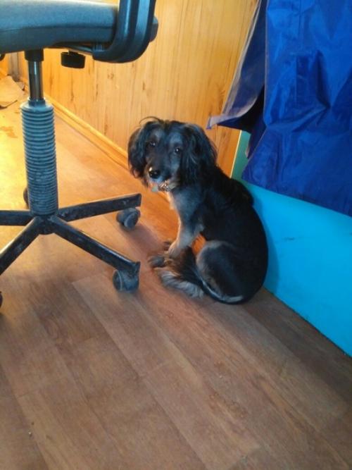 В добрые руки помесной кобелек китайской хохлатой пристраивается. 01