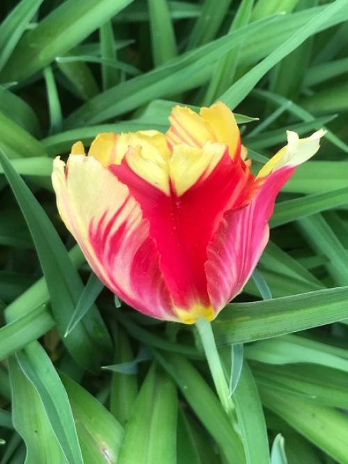 Лето, здравствуй!  Начало очень красивое положено. 04