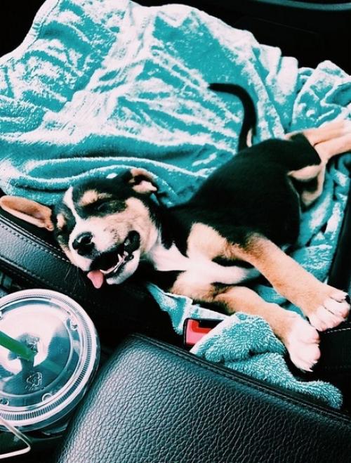 // 6 причин взять животное из приюта //. 04 // 6 причин взять животное из приюта //. 04