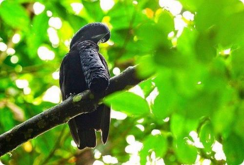 Эквадорская зонтичная птица. 04 Эквадорская зонтичная птица. 04