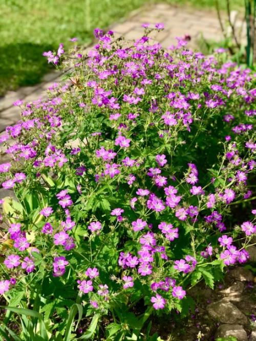 Лето, здравствуй!  Начало очень красивое положено. 07