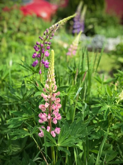 Лето, здравствуй!  Начало очень красивое положено. 08