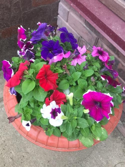 Лето, здравствуй!  Начало очень красивое положено. 05