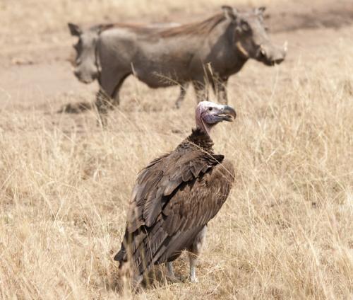 Африканский ушастый гриф. 04 Африканский ушастый гриф. 04