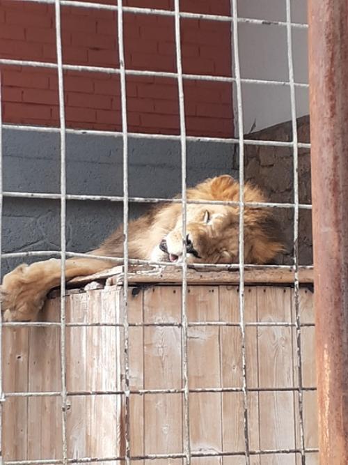 Люблю ходить в зоопарк забавные обезьянки и сурикаты, альпака с модной стрижкой. 05