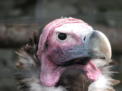 Африканский ушастый гриф. 05 Африканский ушастый гриф. 05