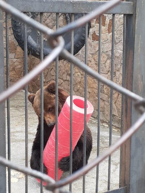 Люблю ходить в зоопарк забавные обезьянки и сурикаты, альпака с модной стрижкой. 03