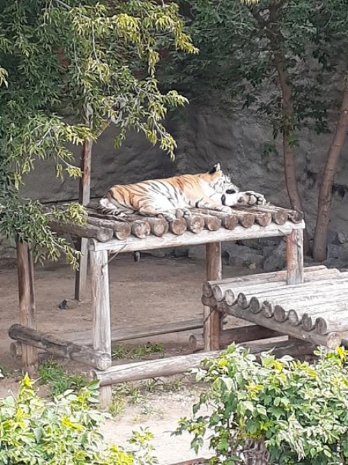 Люблю ходить в зоопарк забавные обезьянки и сурикаты, альпака с модной стрижкой. 06