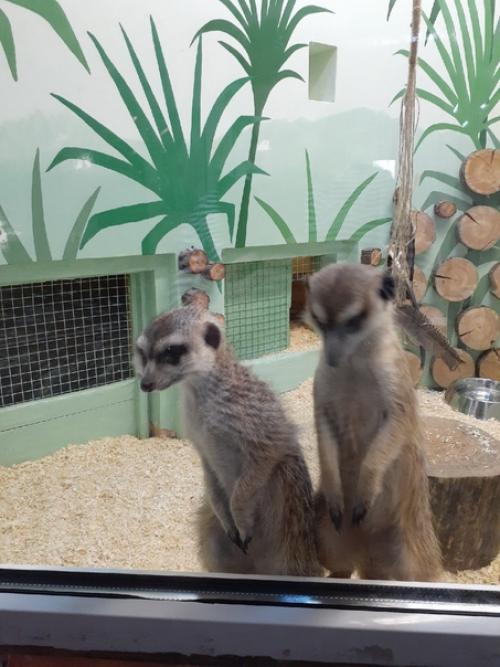 Люблю ходить в зоопарк забавные обезьянки и сурикаты, альпака с модной стрижкой. 01