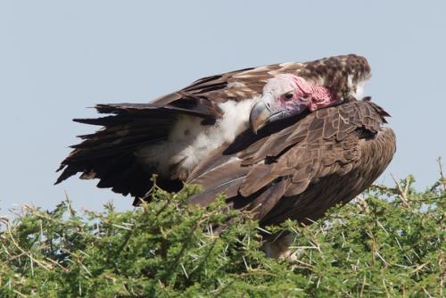 Африканский ушастый гриф. 02 Африканский ушастый гриф. 02