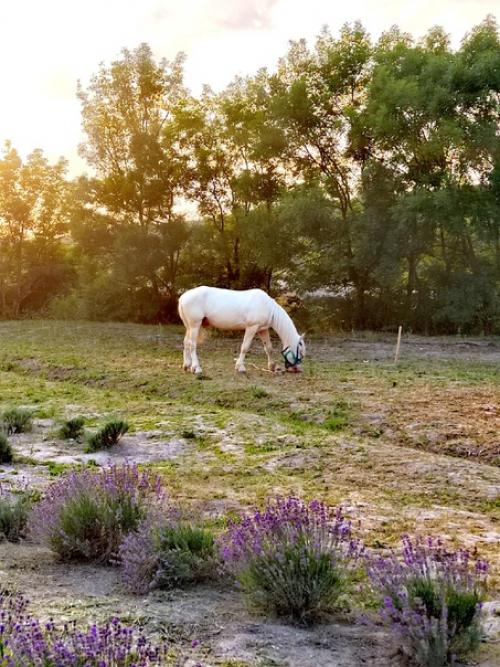 Maison Des Plantes Aromatiques. 05 Maison Des Plantes Aromatiques. 05