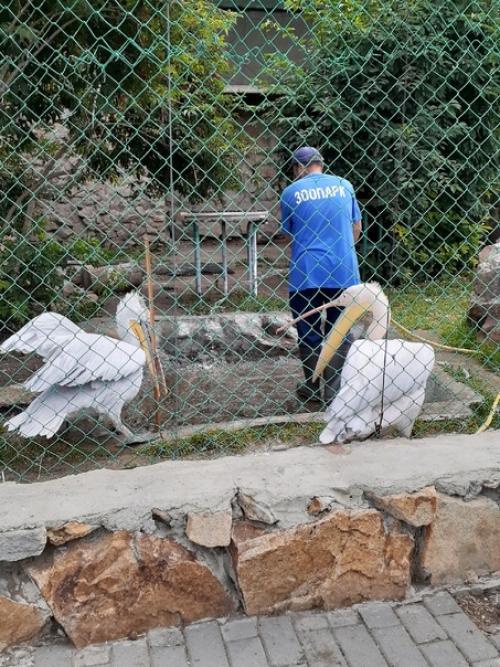 Люблю ходить в зоопарк забавные обезьянки и сурикаты, альпака с модной стрижкой. 09