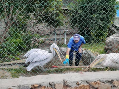 Люблю ходить в зоопарк забавные обезьянки и сурикаты, альпака с модной стрижкой. 08