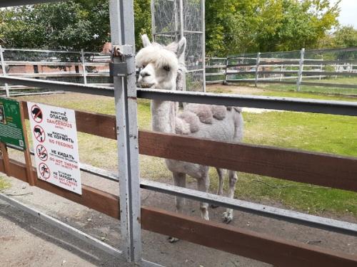 Люблю ходить в зоопарк забавные обезьянки и сурикаты, альпака с модной стрижкой. 02
