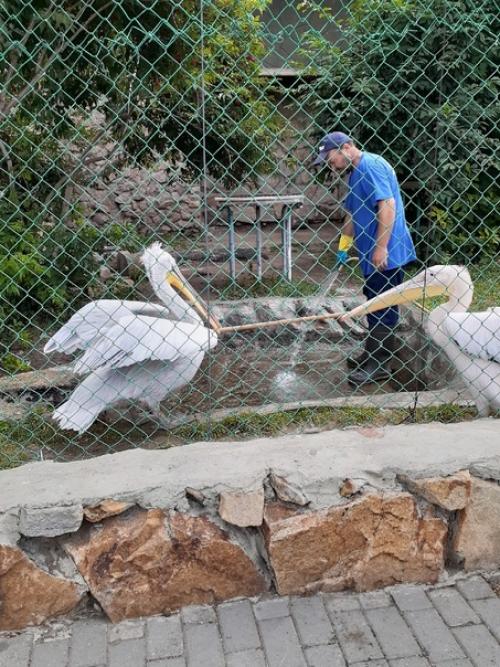 Люблю ходить в зоопарк забавные обезьянки и сурикаты, альпака с модной стрижкой. 07