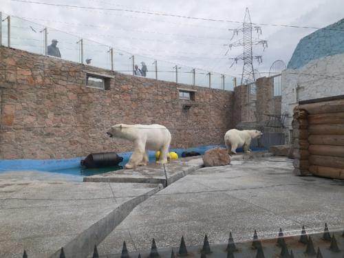 Люблю ходить в зоопарк забавные обезьянки и сурикаты, альпака с модной стрижкой. 04