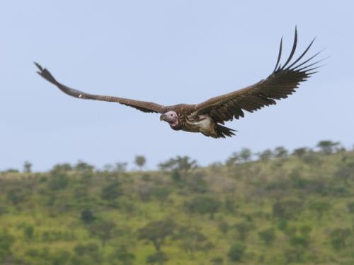 Африканский ушастый гриф. 06 Африканский ушастый гриф. 06