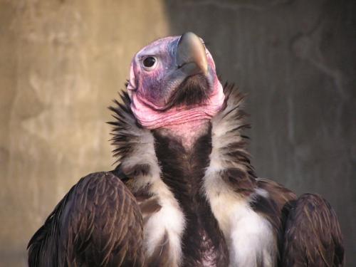 Африканский ушастый гриф. 03 Африканский ушастый гриф. 03