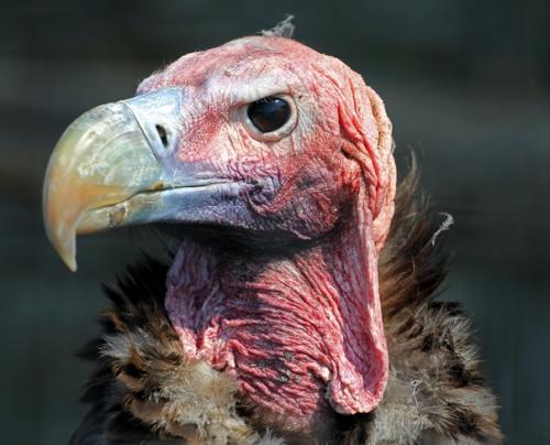 Африканский ушастый гриф. 01 Африканский ушастый гриф. 01