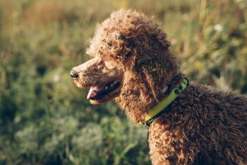 Лея была очень красивым и гармоничным пуделем до поездки в палаточный лагерь. 01