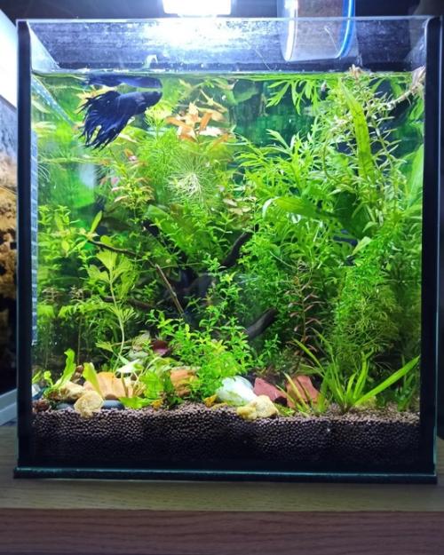 Петушок индиго показывает свои владения. 01