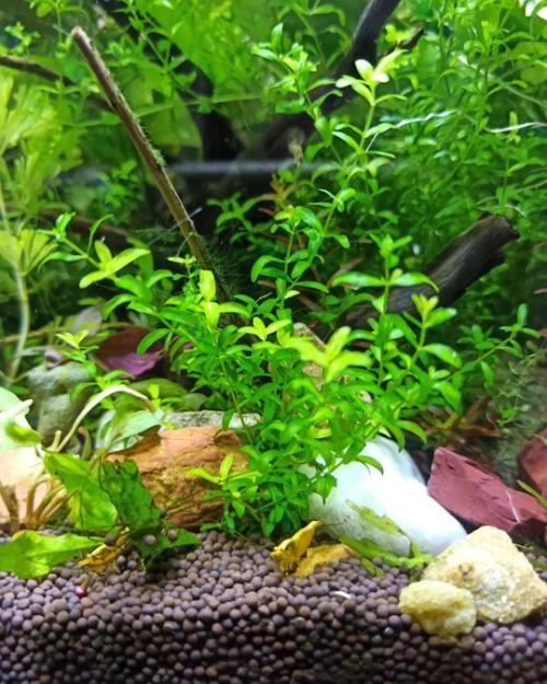 Петушок индиго показывает свои владения. 02