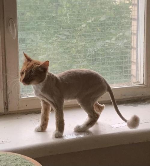 Два месяца аномальной жары в питере доконали всех - и людей, и животных. 01