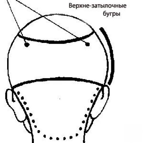 Зона затылка. Зоны головы затылочный бугор. Верхне затылочная зона волос схема. Схема теменная зона головы. Схема головы затылочный бугор.