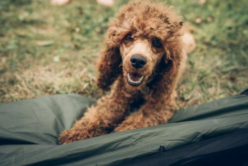 Лея была очень красивым и гармоничным пуделем до поездки в палаточный лагерь. 03