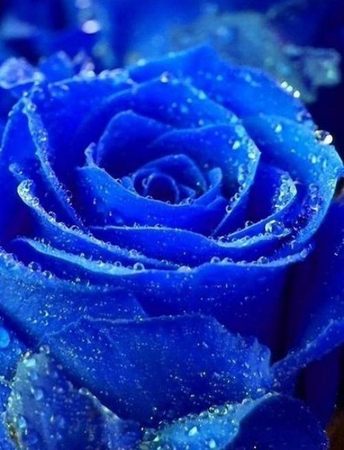 Всем прекрасного, доброго утра! 04