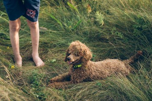 Лея была очень красивым и гармоничным пуделем до поездки в палаточный лагерь. 05
