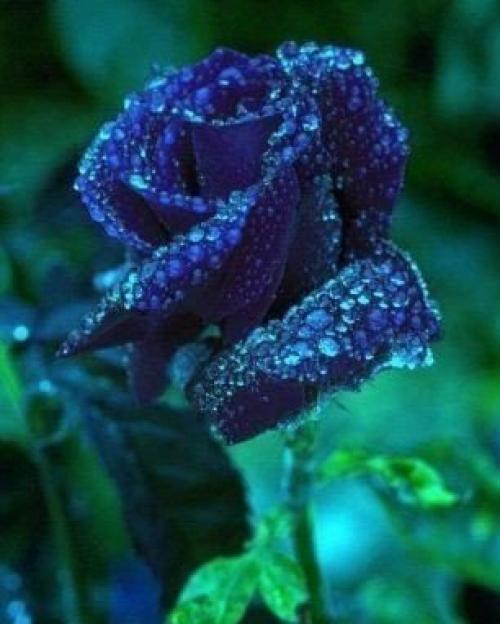 Всем прекрасного, доброго утра! 05