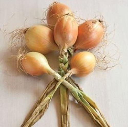 Как плести луковые косы и почему коса из лука лучше корзинки с ним? 03