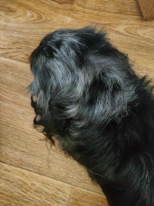 Грумингсалон_Hellodoggy. Джессика. 04