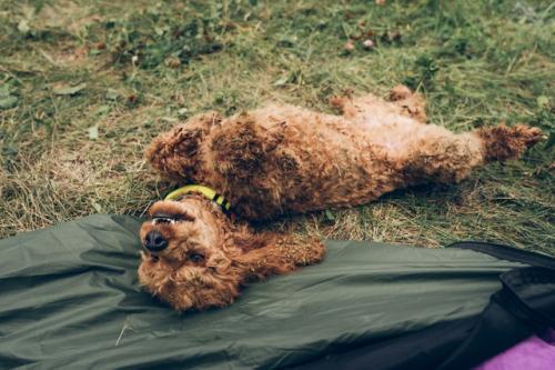 Лея была очень красивым и гармоничным пуделем до поездки в палаточный лагерь. 02