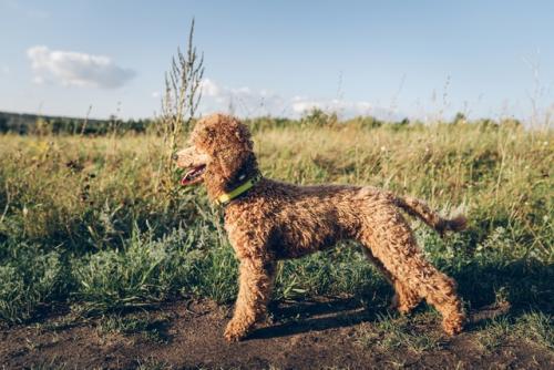 Лея была очень красивым и гармоничным пуделем до поездки в палаточный лагерь. 04