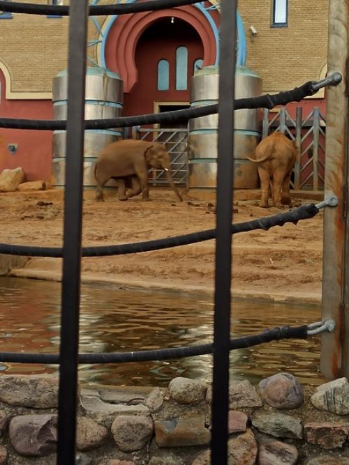 Можно по-разному относиться к зоопаркам, но одно могу сказать точно - московский зоопарк это уникальное место! 02